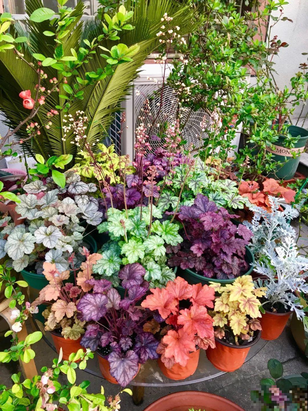 这10种花都是成片开，院子里栽一棵，春天开成小花园！