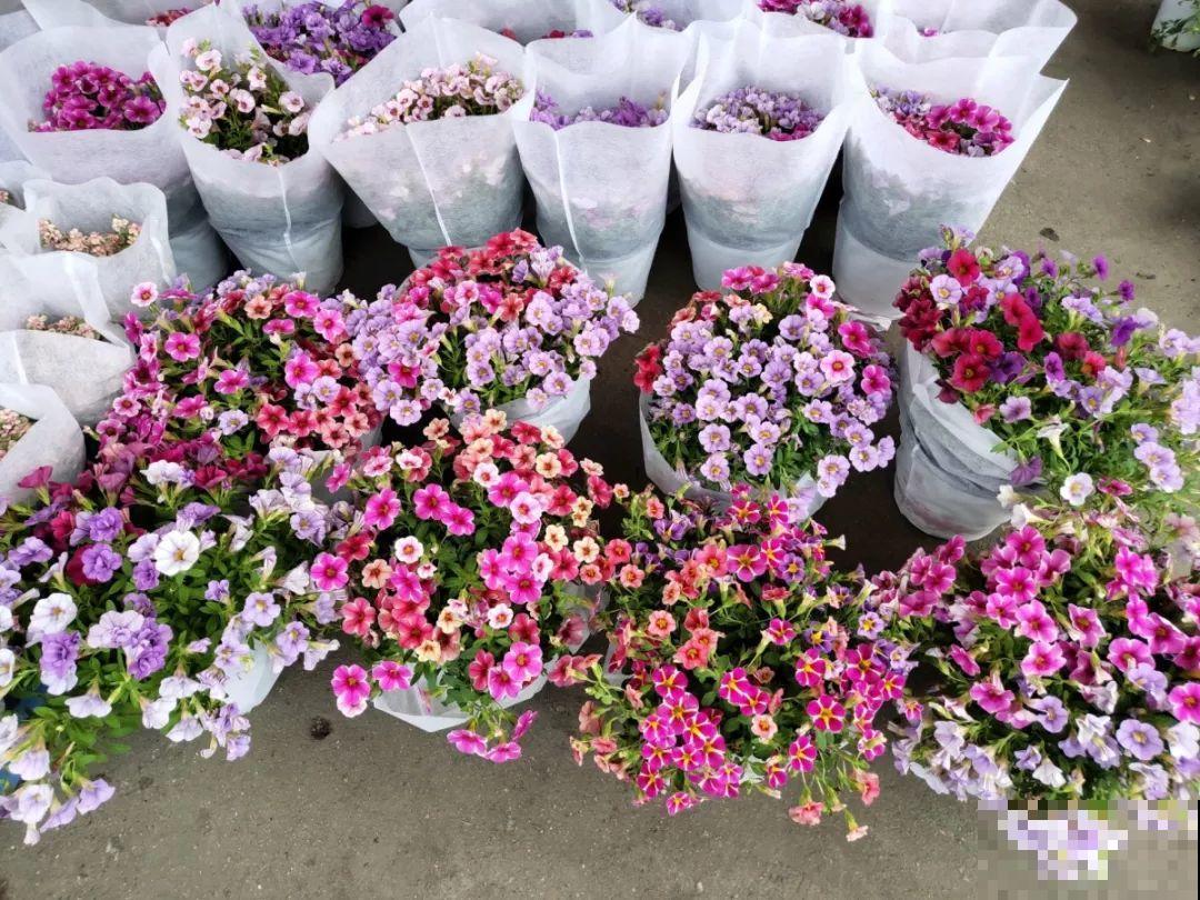 9月份逛花市，这花最好看、最好养，放心抱回家！
