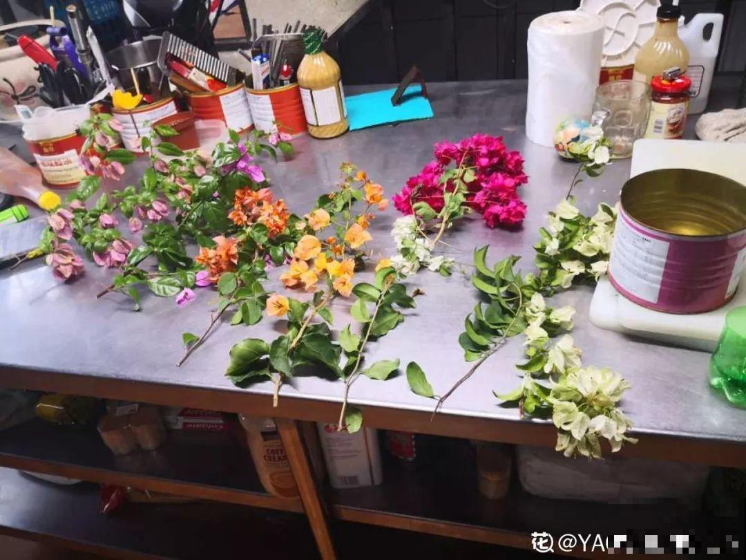 三角梅搞扦插，学会用这神器，1盆变成20盆！