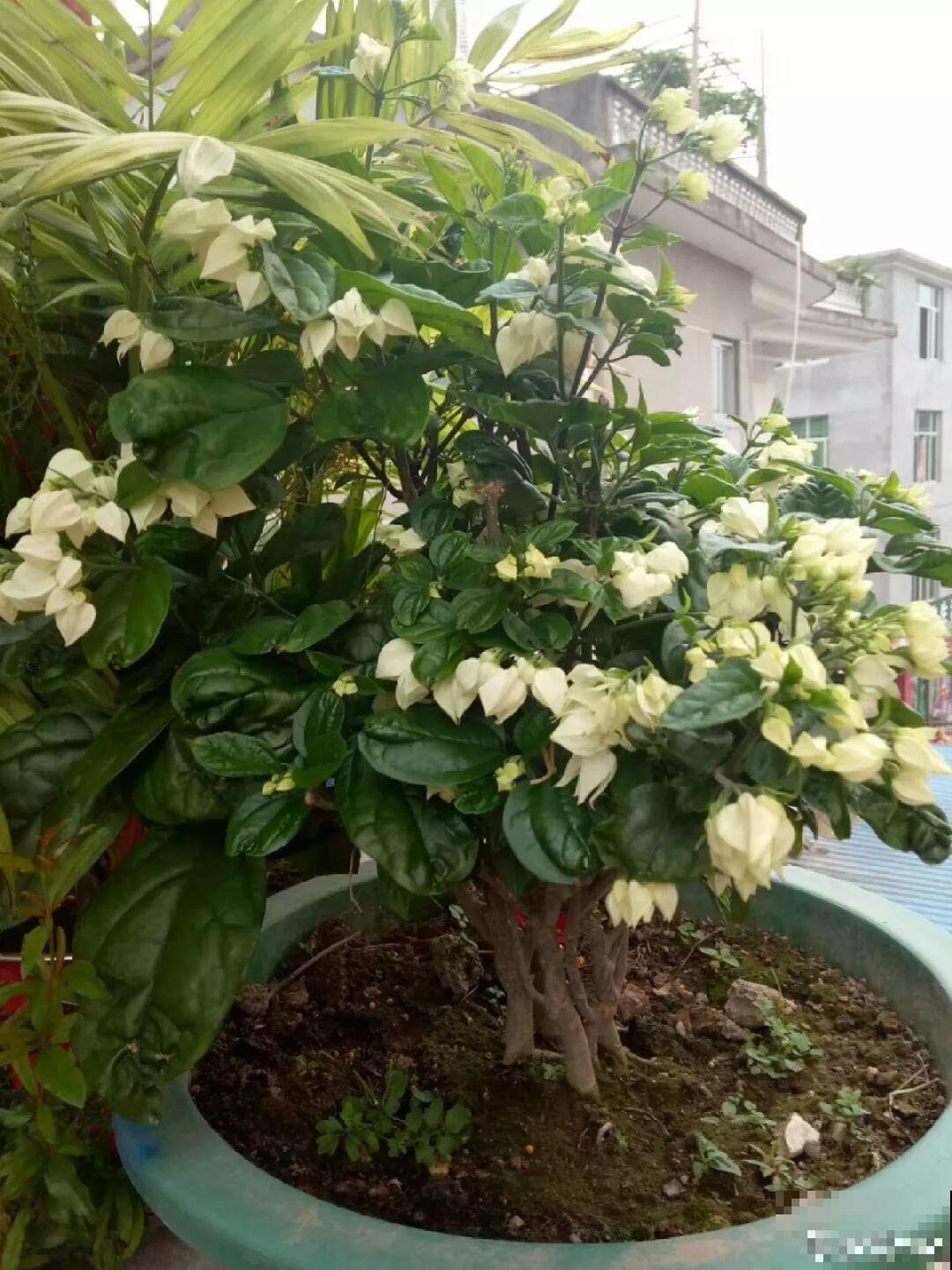 这花全年无休，能爬藤能开花，白珠子一个接一个！