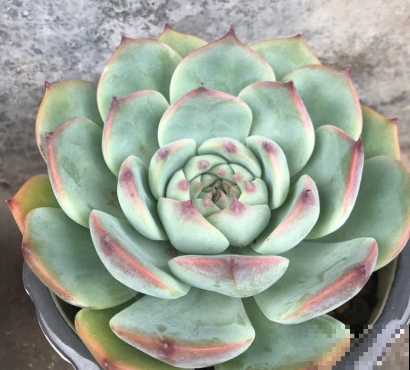 熬过夏季的多肉都是高手，秋季养多肉换换品种，一不小心就爆盆！