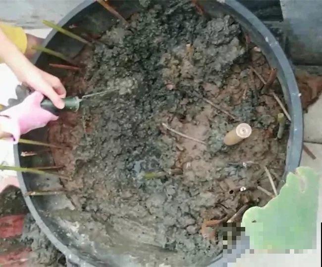 水缸养荷花，捞出10斤大白藕，咬一口咔嚓脆！