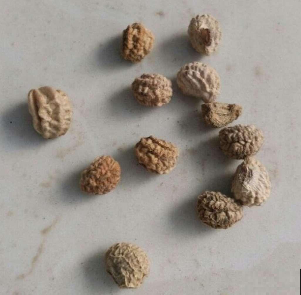 叶子像铜钱草的花，年年爆成大花球，春秋两季都在开！