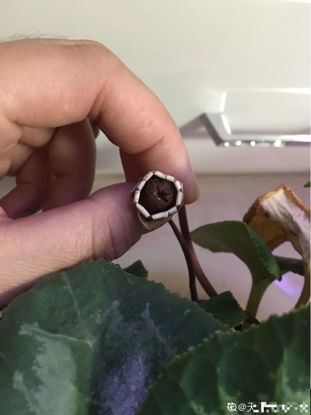 快死的花，挖出来换个盆，立马呼呼长新叶，活了！