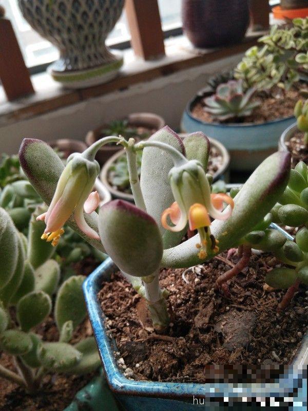 多肉养开花了？先别急着高兴，剪得越早长得越好！