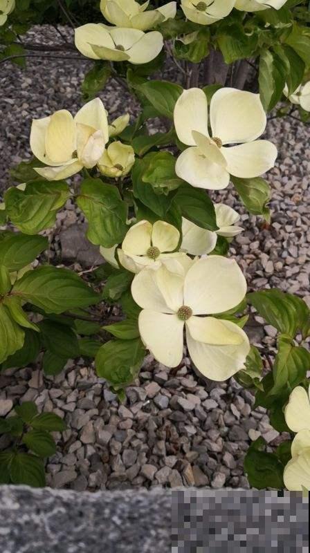 这花真奇怪，四个瓣包一个小绒球，秋天结出一堆小荔枝甜似蜜