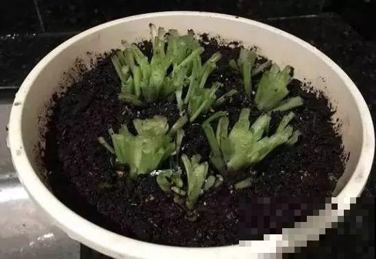4种花现在赶紧剪，剃光头撸光叶，越狠越爆盆！