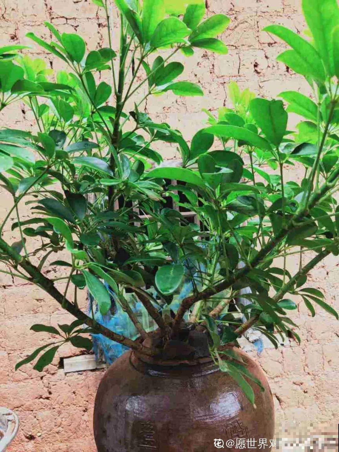 周末回农村，捡几个老物件养花，竟然特别上档次！