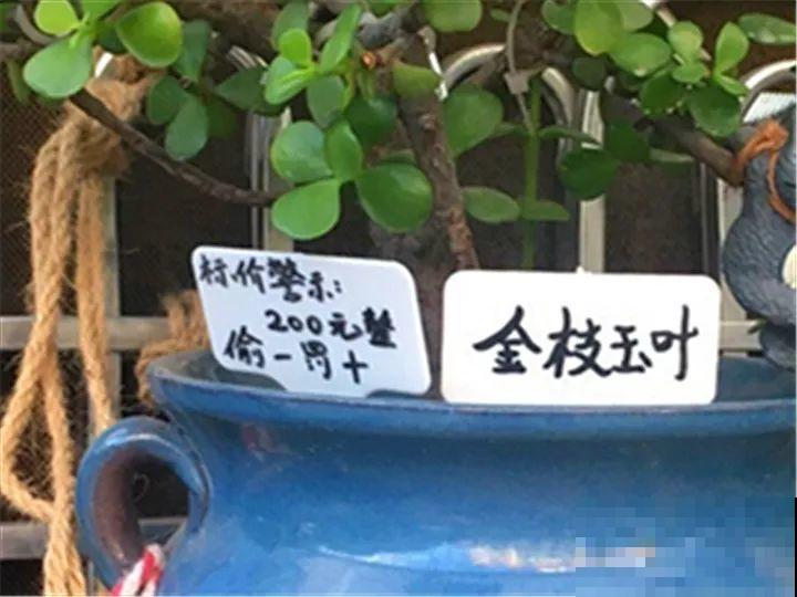 金枝玉叶换换土，比施肥都管用，瘦弱的嫩枝照样养成老桩！