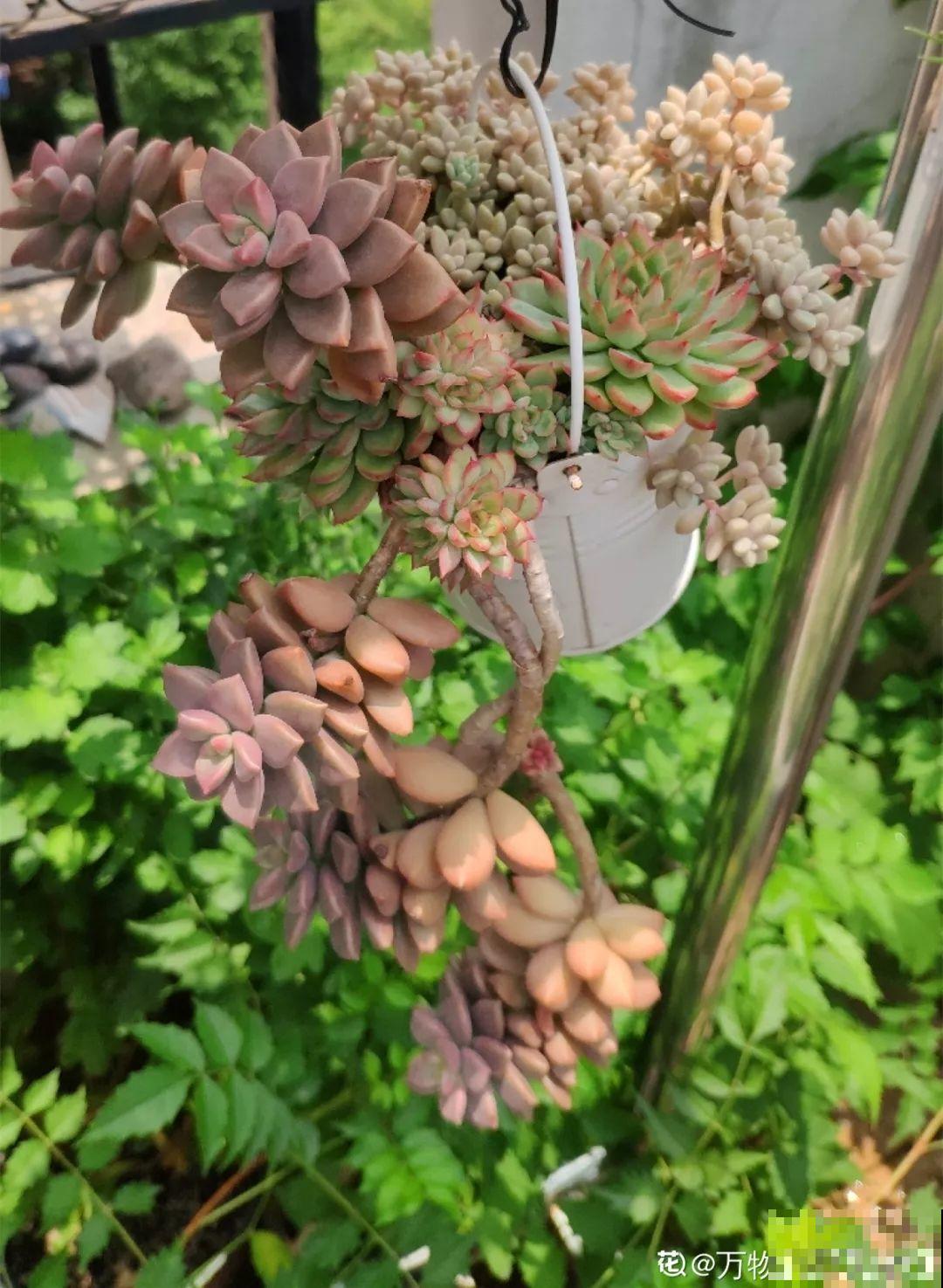 这花赶紧摘叶子，掐光后别浇水，立马又冒10个芽！