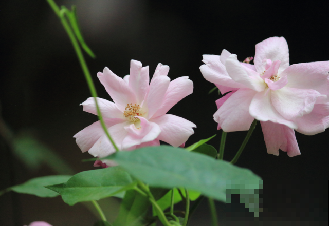 极富古典韵味的木芙蓉，开花引来全城瞩目，现在正是赏花期！