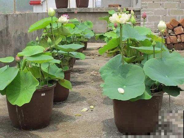 这4种花，就得大盆种，盆越大根越粗，越长越旺盛！