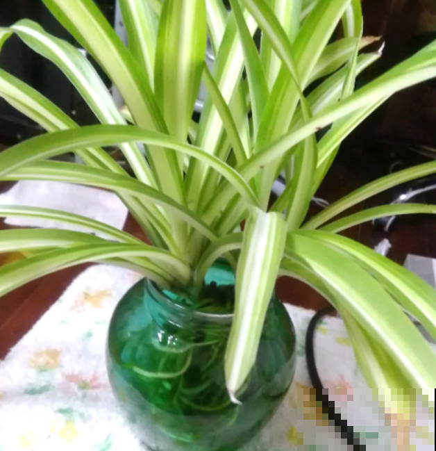 水培植物总是死，就是因为瓶子里没氧气，用这几招轻松改善！
