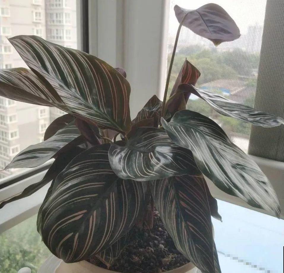 这花秋天最怕晒，晒一盆死一盆，赶紧挪个地儿！