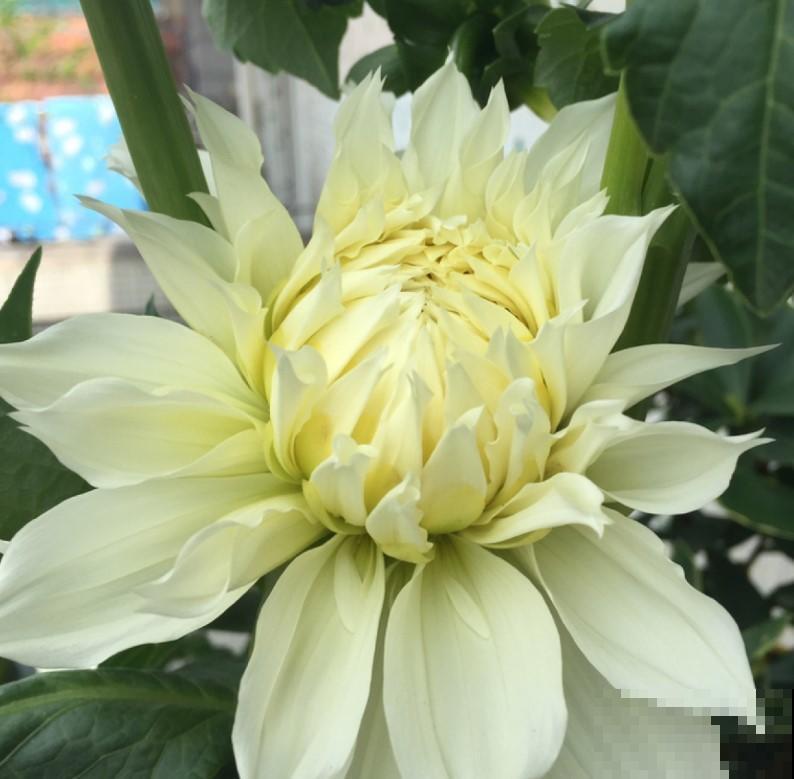 能开出脸大的花朵，这花开的够有面儿，真是美腻了！