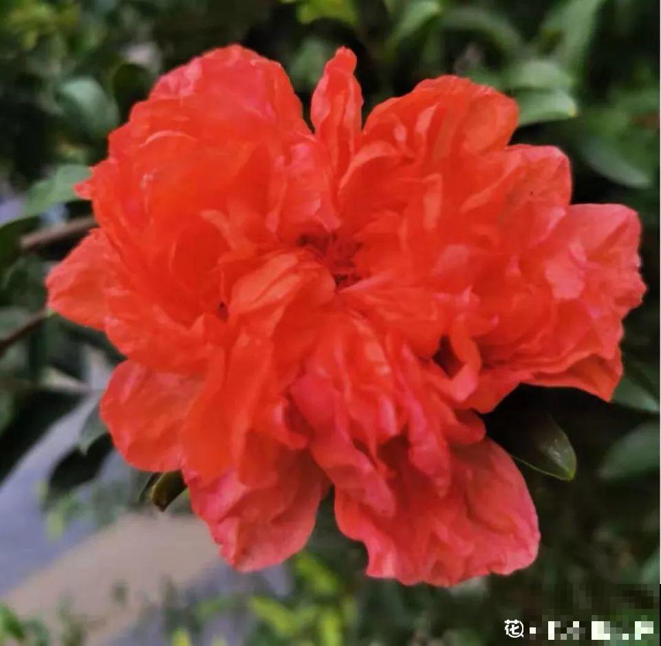 这花开得超喜庆，秋天挂满大红果，养在家里真有面儿