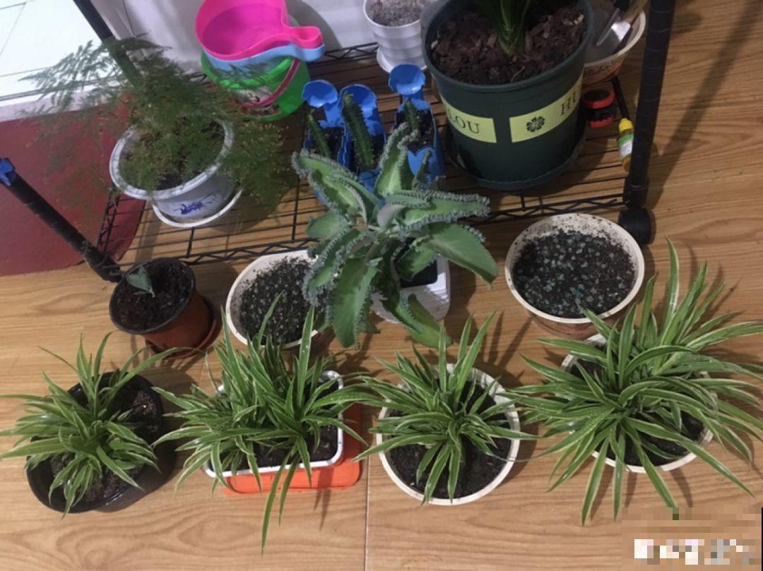这5种花最怕冷，一降温就容易死，再不管只剩盆！