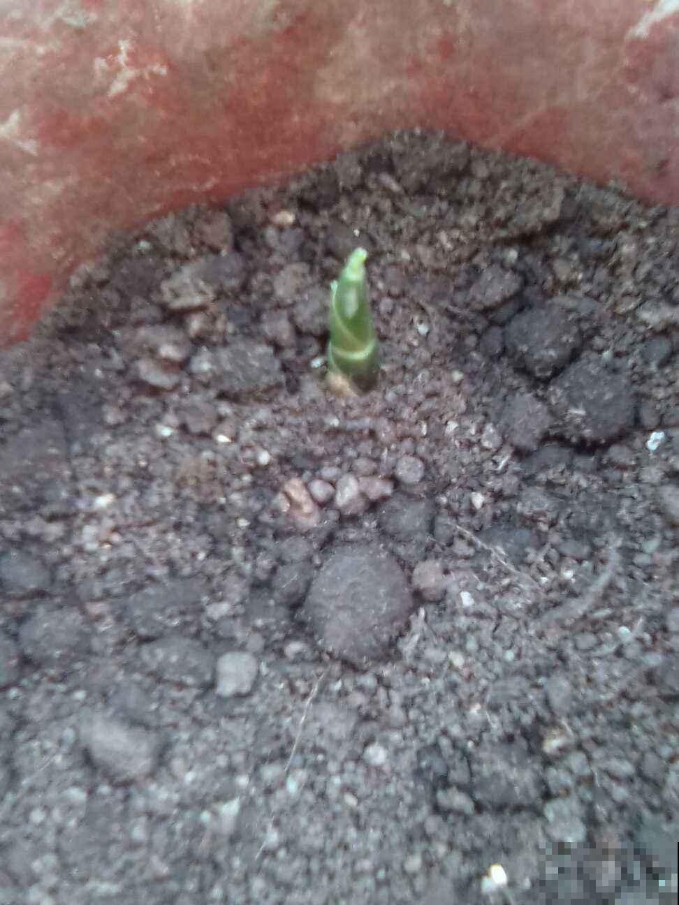 姜花见过吗，厨房拿块姜塞土里，赏完盆栽就赏花！