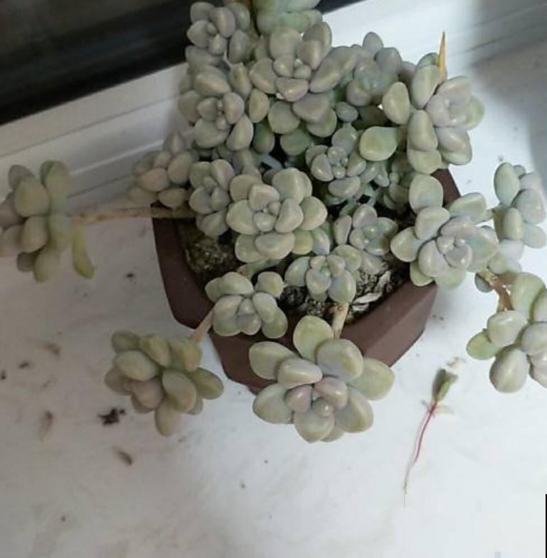 3种大型植物真好扦插，简单扦插，以后这些都不用花钱买！