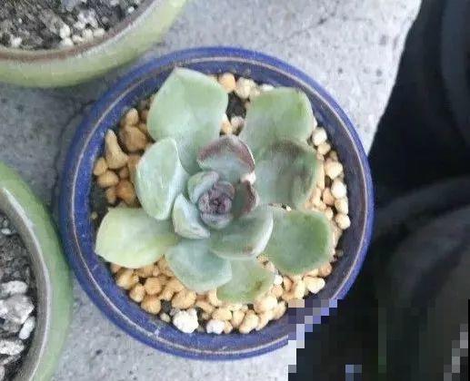 多肉届的比惨大会，扛不过夏天，活活长成了逗比！