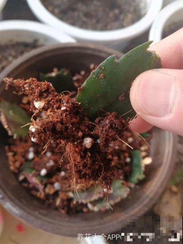 扦插有了它，生根快还不黑腐，每根枝都能活！