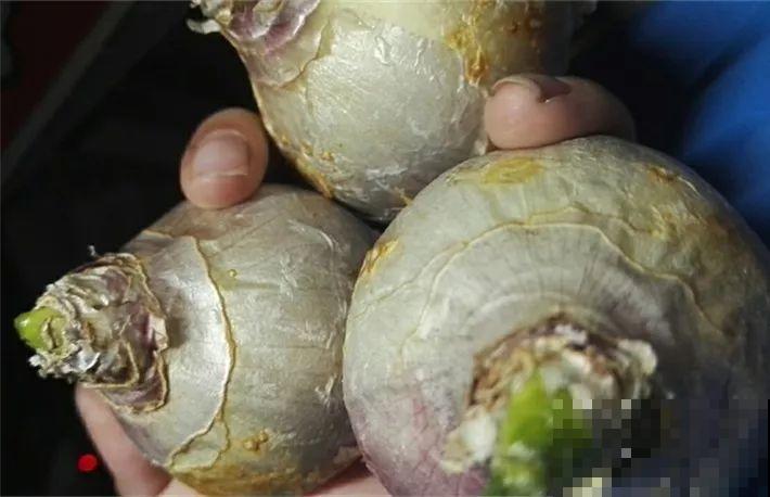 秋冬把它扔水里，不用施肥就开花，比绿萝还好养！