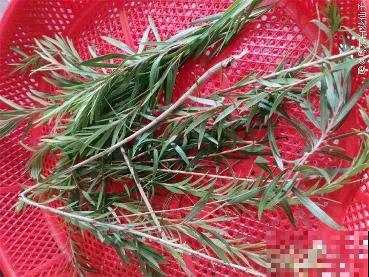 给花浇点它，秋天根系撑爆盆，黄叶离得远远的！