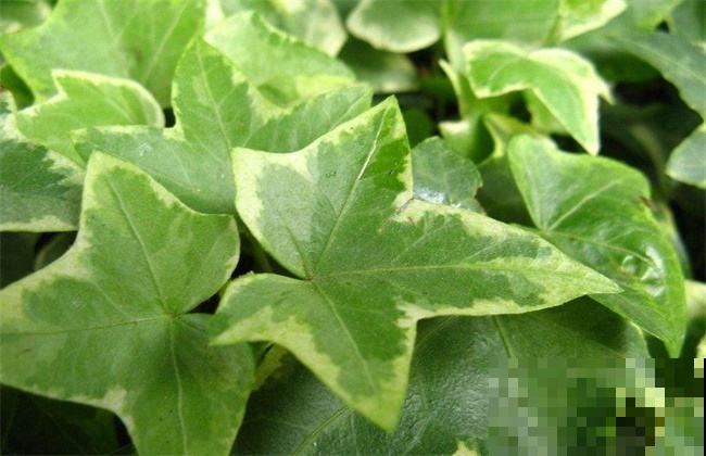 秋天啥花都凋零，唯有这盆栽一直绿到寒冬，再冷也能欣赏绿意！