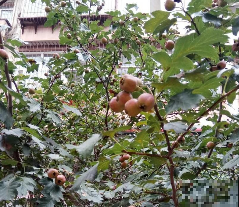 开胃山楂，你想吃吗？趁现在赶紧在家种一棵！