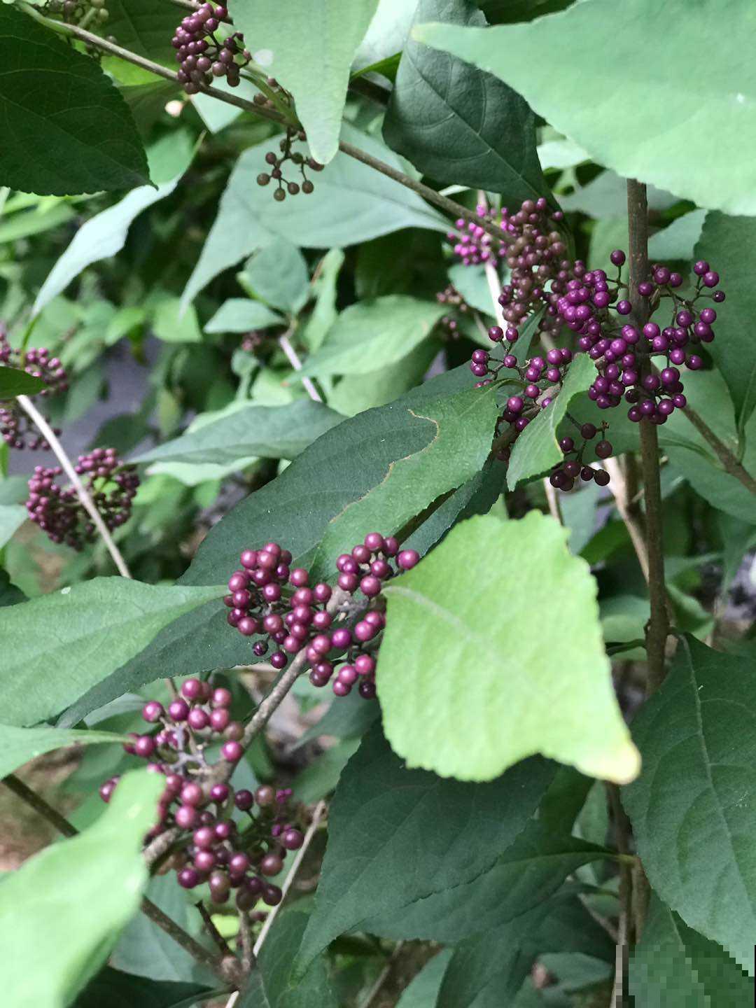 路边植物一片萧瑟，只有它结出粒粒紫珍珠美到冒泡，原来叫这名！