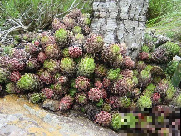 野生多肉遍地是，我到底该不该挖？