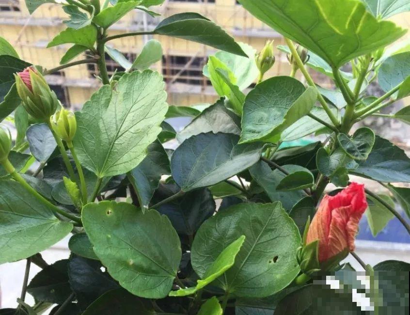 这花一年四季都在开，堪称劳模，可别买到假货！