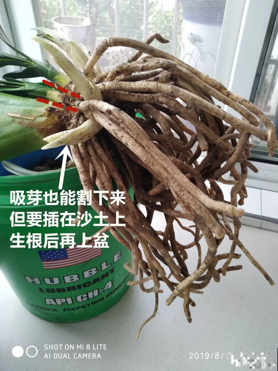秋天给花铲一锹，一盆变五盆，根本不用扦插！