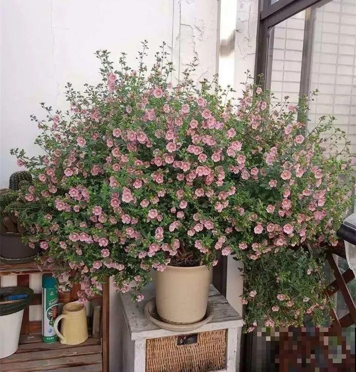 这花叶子长不大，开花只有拇指大小，姐姐反倒乐开花！