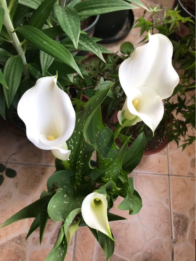 马蹄莲休眠结束怎么养？这几步做好了，满盆的花苞冒不停！
