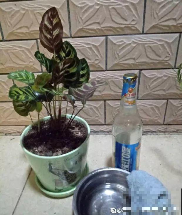 家里有这花，叶子沾灰不清洗，净化能力降到零！