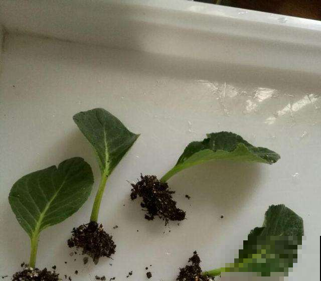 这几种花最适合现在扦插，一年最佳时机，几步就得到一阳台花海！