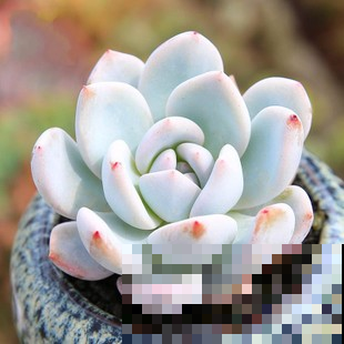 他把多肉上的白霜擦掉，结果一周就养死了，原来里面有这玄机！