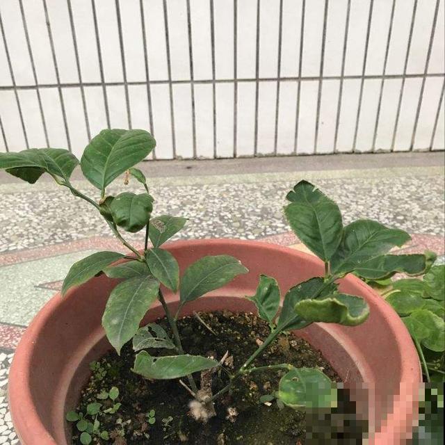 常说的柠檬，在自家阳台就可以种，明年就能吃到酸甜可口的果实