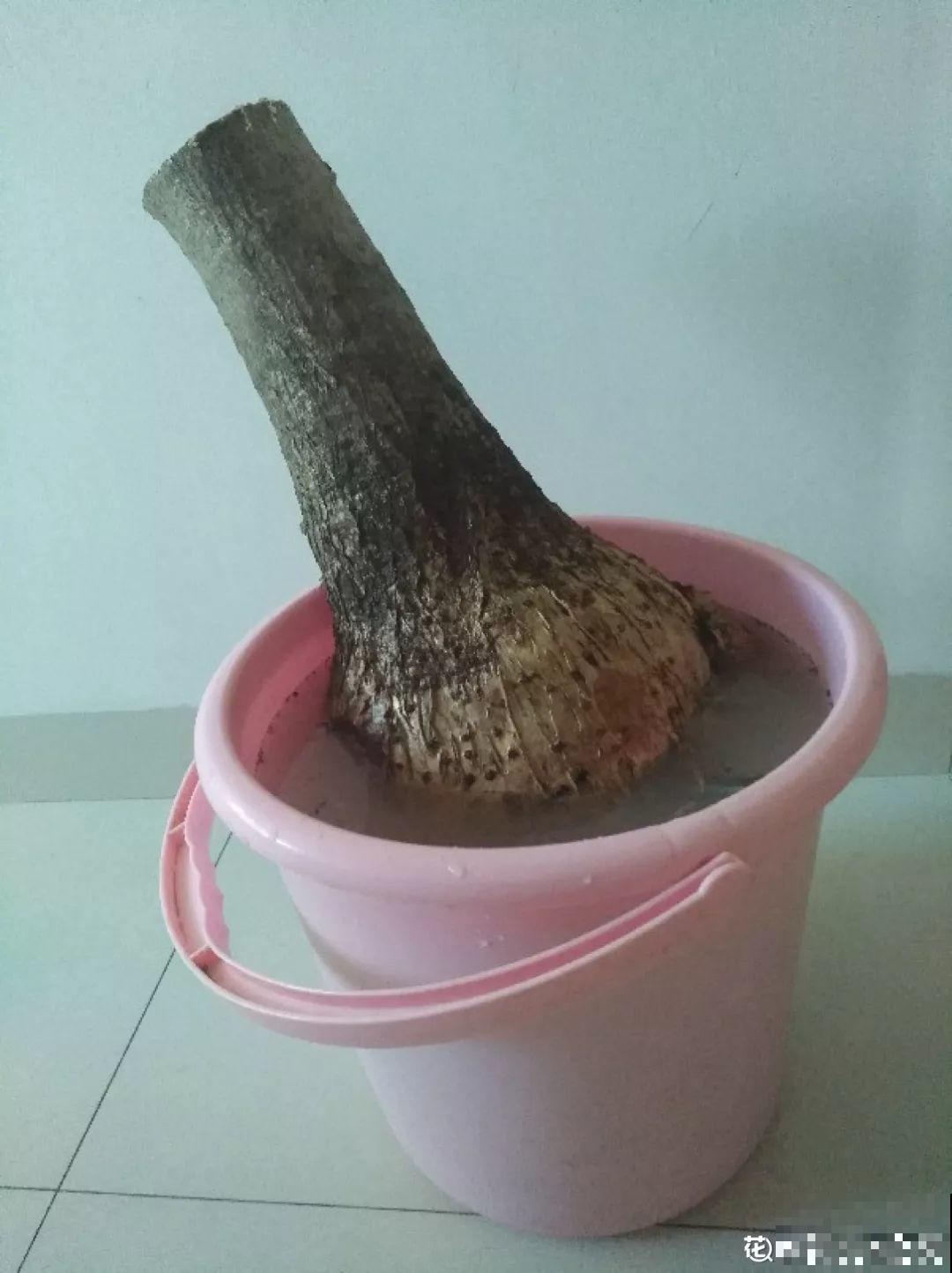 扔路边没人要的花，搬回家剃个头，俩月养成摇钱树！