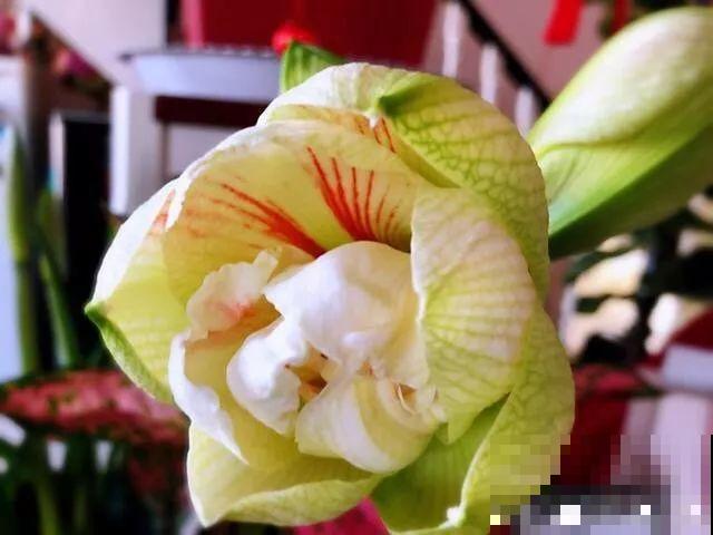 这花不能种太深，花盆大了，别指望能开花！