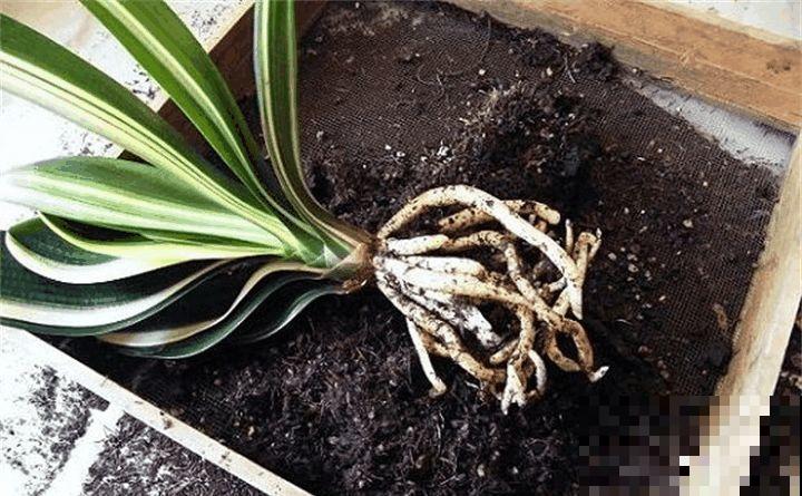 秋天给这花换盆，少了这一步，还不如不换