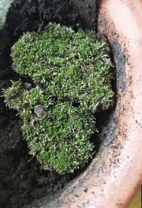 苔藓不光看着小清新，盆面铺一层，冬天养花不怕冻！