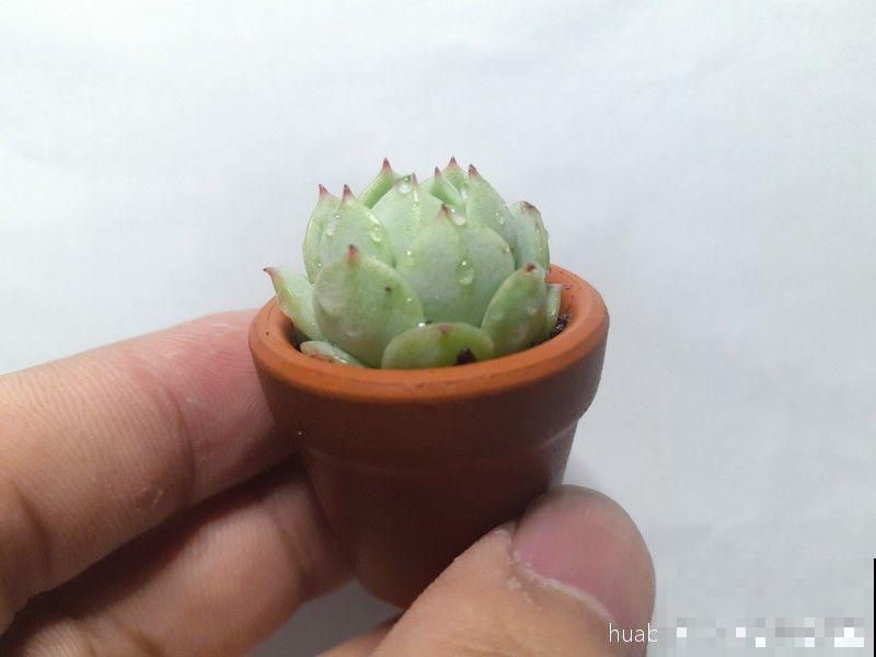 这种多肉，花盆比拇指还小，1月长成小老桩！