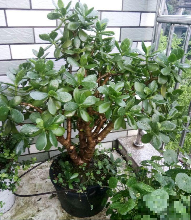 5种花就怕乱浇水，浇错了不是黄叶就是烂根，更别指望开花了！