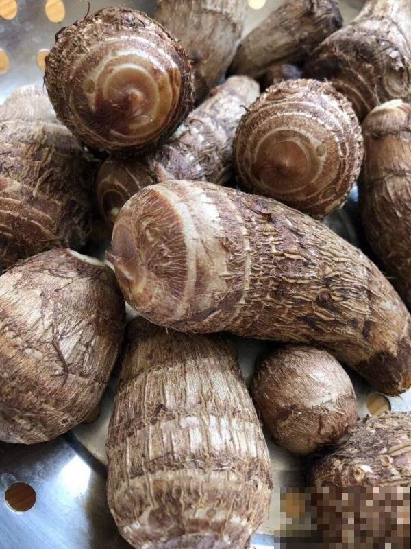 埋在花盆里的芋头，怎么样才算成熟？这一招让它疯狂产出！