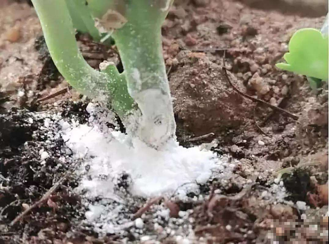 长寿花一换季就生病，不及时消毒，黑腐从头烂到尾！