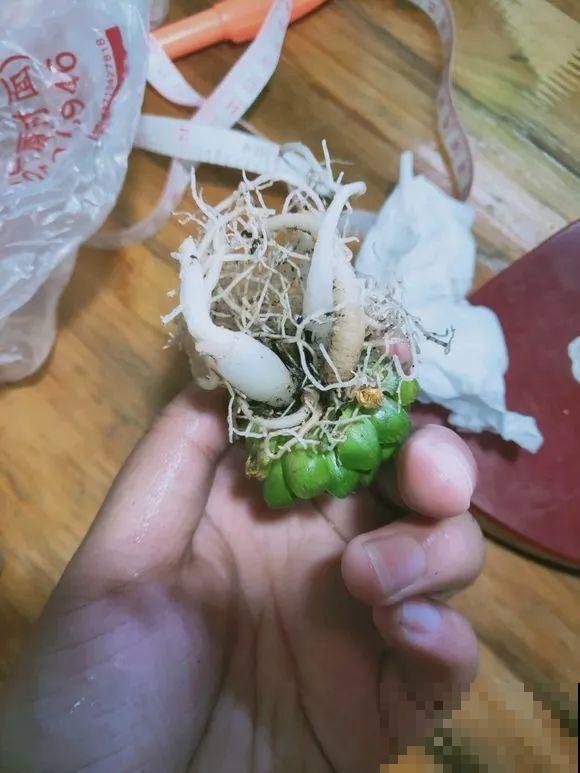 养花先养根，学一招，就能撑爆盆！