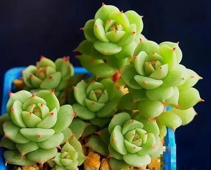 秋天也是施肥季，吊兰有它就够了，用完一次爆芽几十个！