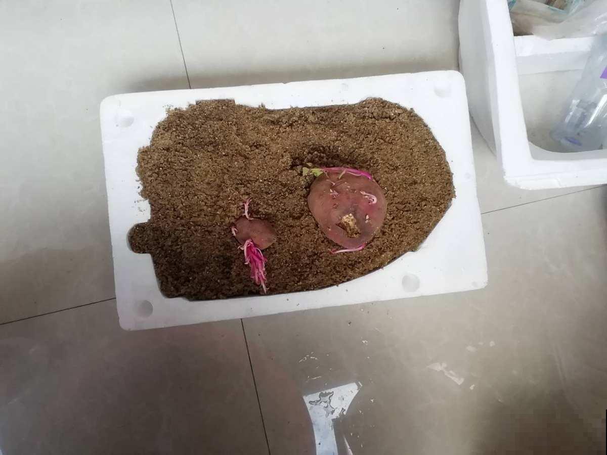 想要在家养花，这些土壤有妙用，选对了常年爆盆！